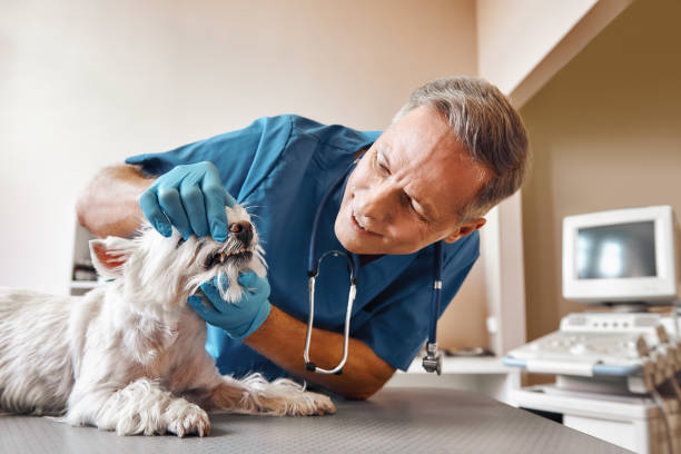 Best Emergency Dental Care for Broken or Chipped Teeth in Wauwatosa, WI